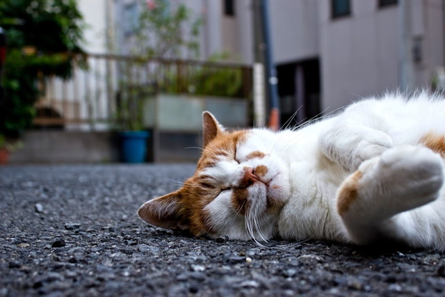 早寝早起きは三文の徳 毎朝4時起きの僕が守るただ1つの早起き方法 考えるオヤジ 早寝早起きは三文の徳 毎朝4時起きの僕が守るただ1つの早起き方法 考えるオヤジ